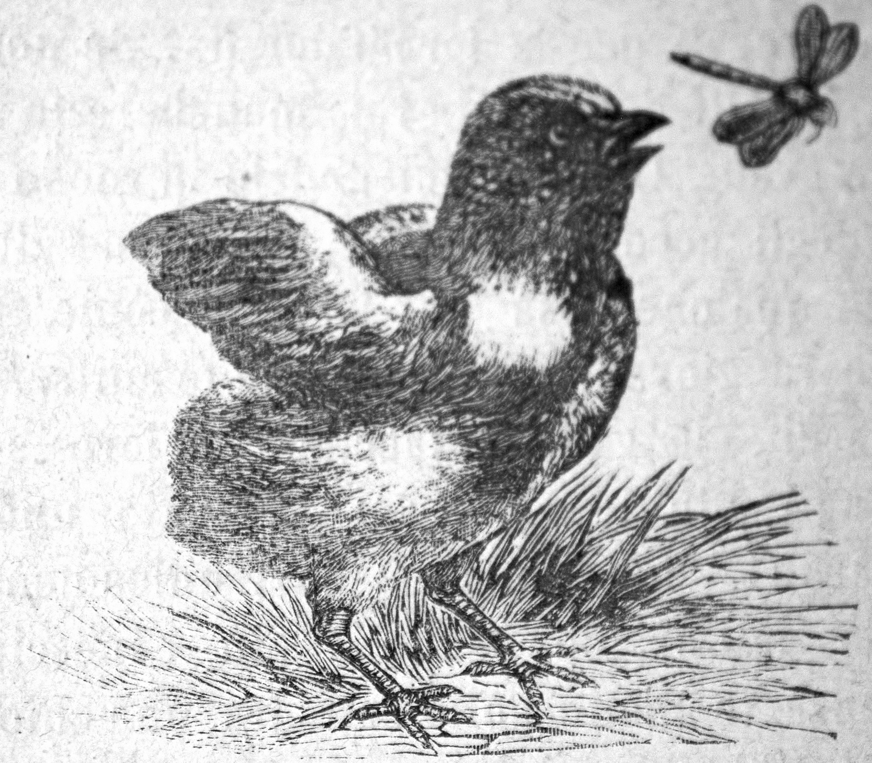 Pulcino