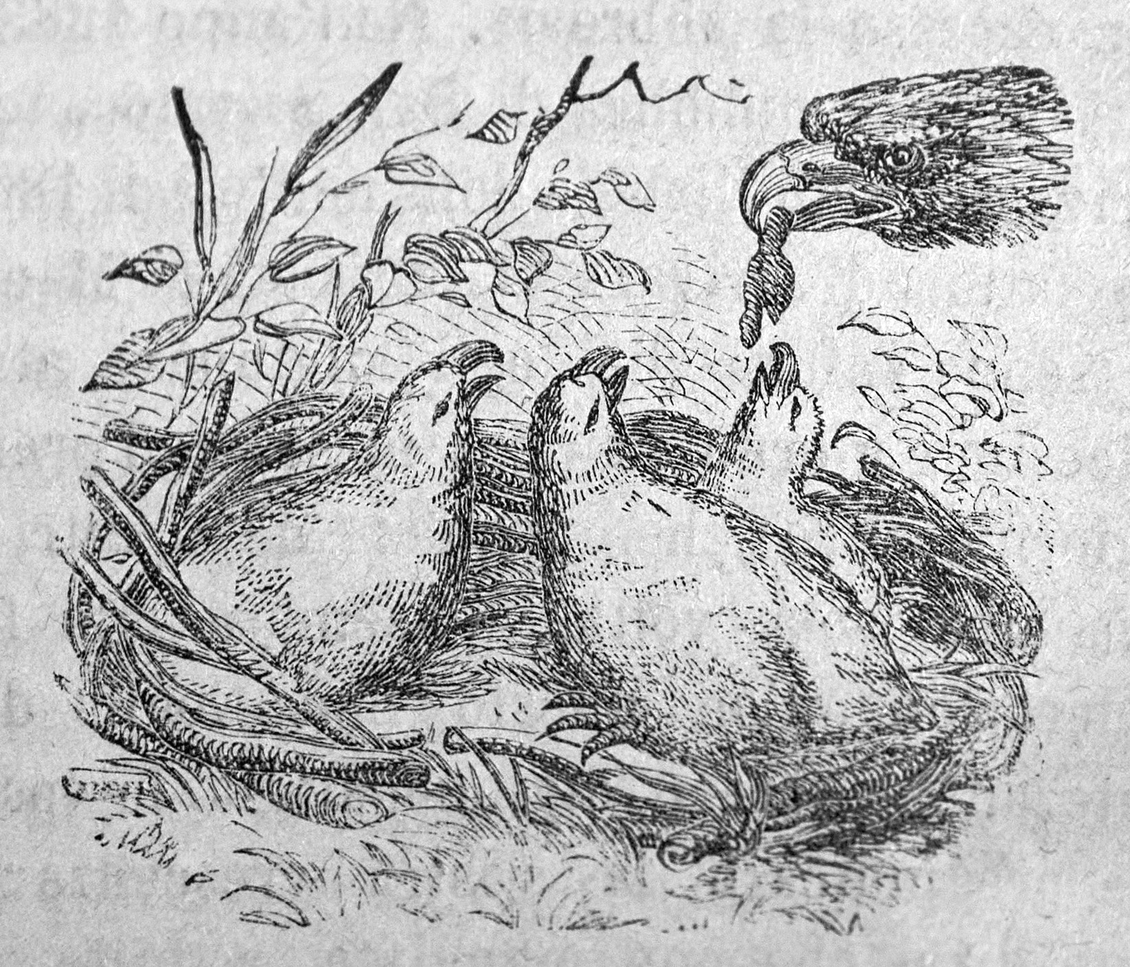 Aquila coi piccoli