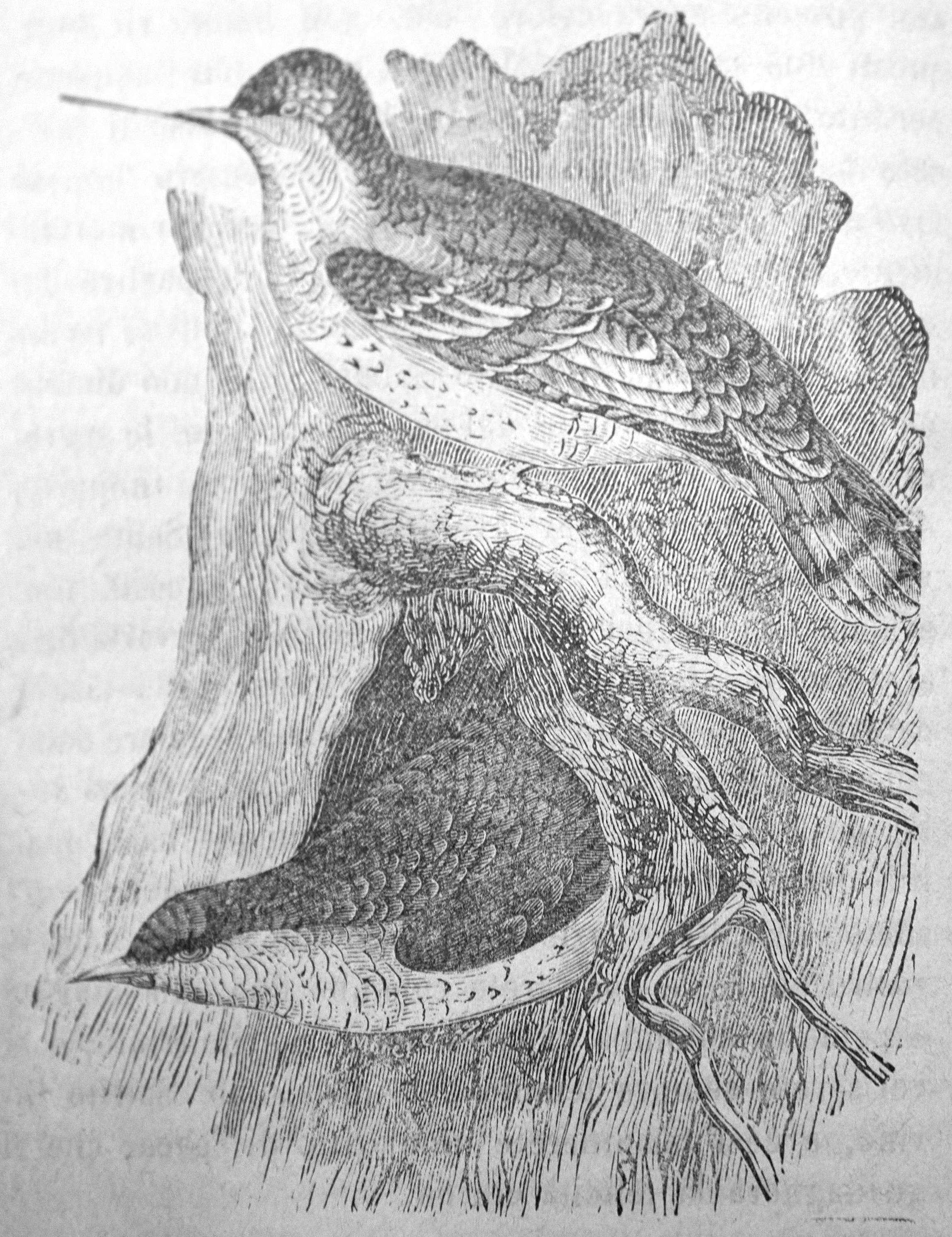 Il torcicollo