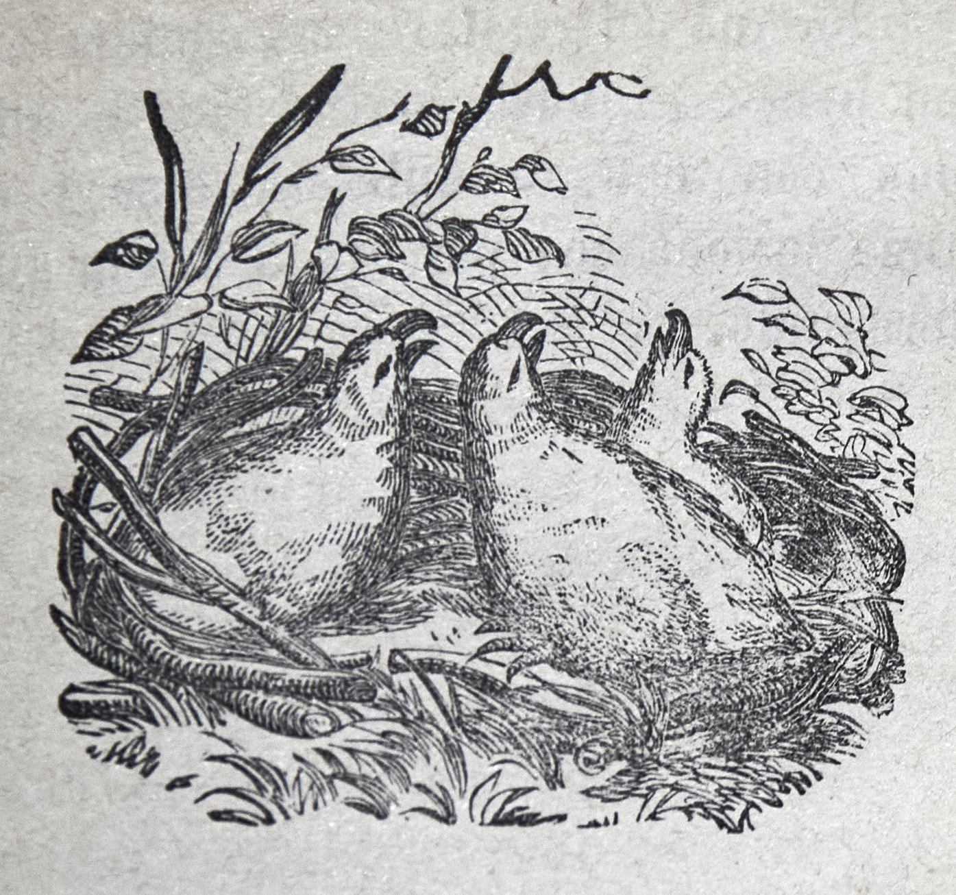 Uccellini nel nido 2