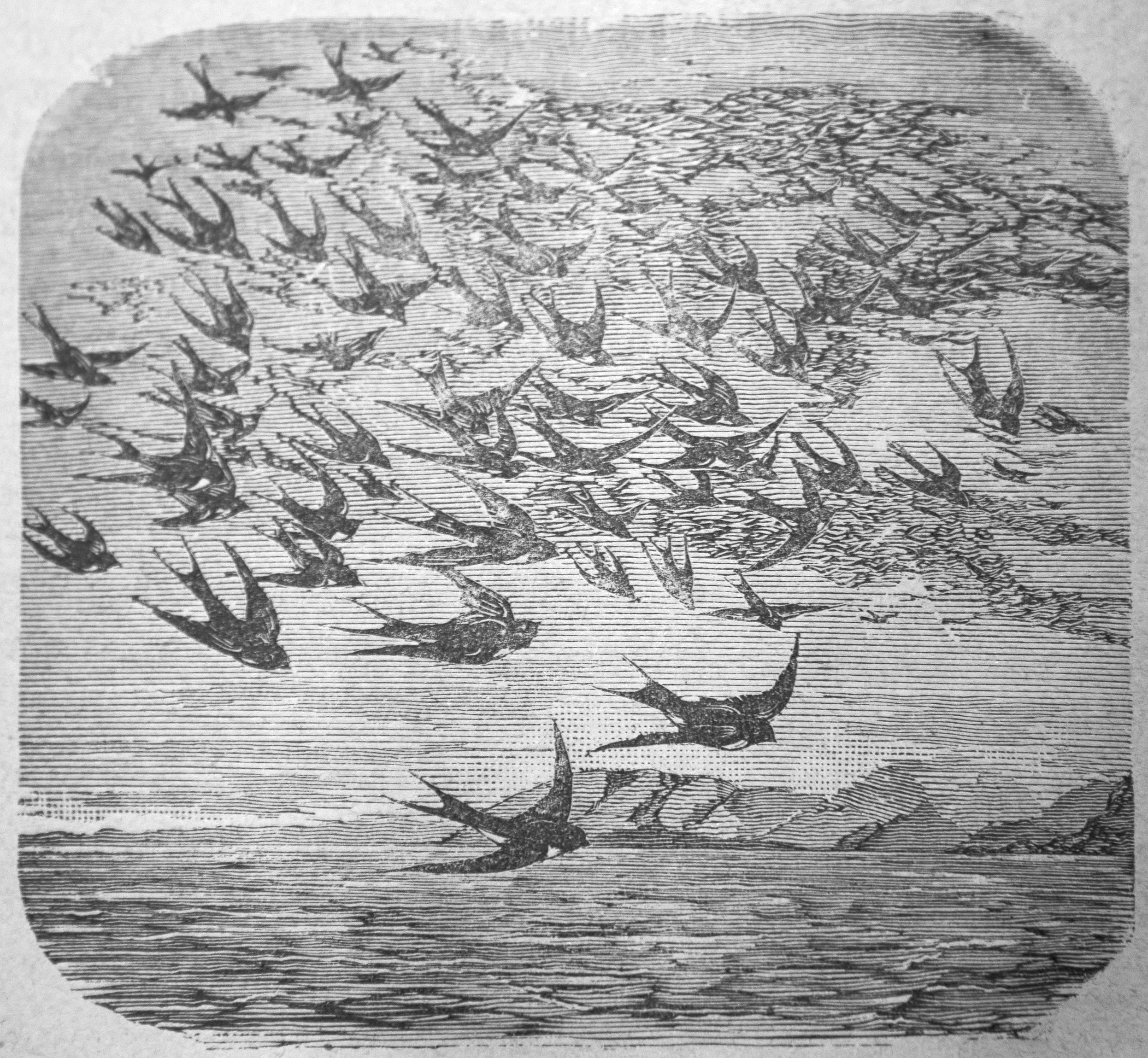 Il volo degli uccelli